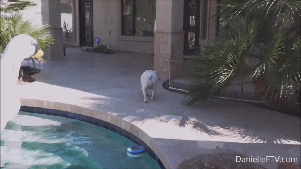 DanielleFTV E252 Swan Swim